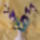 Szakalas_orchidea_1343162_8983_t