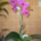 Újra virágzó orhideám