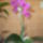 Ujra_viragzo_orhideam-001_1343635_2709_t