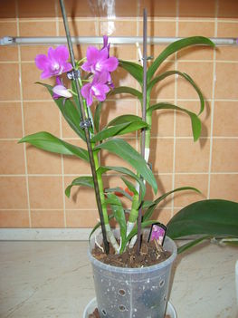 Újra virágzó orhideám