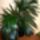 Viragaim_2_1343375_8760_t