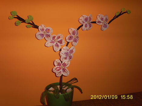 Gyöngy Orhidea 1