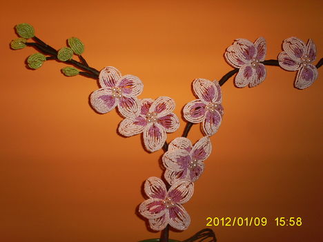 Gyöngy Orhidea 2