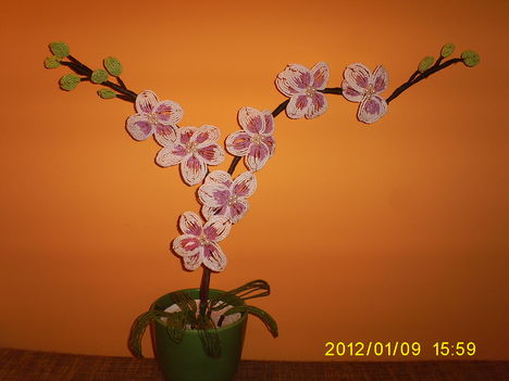 Gyöngy Orhidea 3
