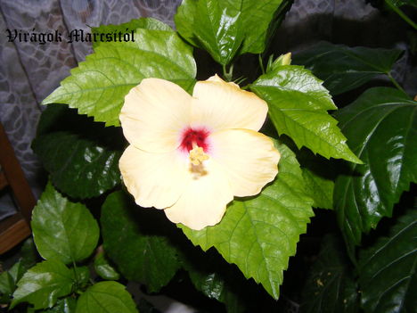 Hibiscus