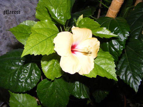 Hibiscus9