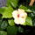 Hibiscus9_1344331_6192_t