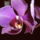 Orchidea-001_1344211_1938_t