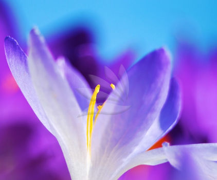 crocus1