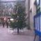 Kép004jpg Nagyállomási karácsonyfa