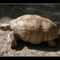 Sarkantyús teknős