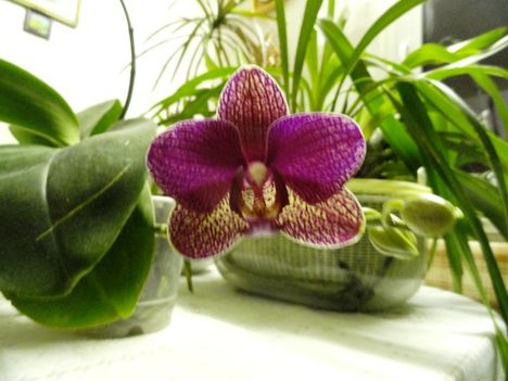 DSC06171; 2012. 01. 17 ; Phalaenopsis