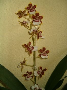2.cambria orchideám 14 virágal 2012.01