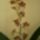 2cambria_orchideam_14_viragal_201201_1349293_5933_t
