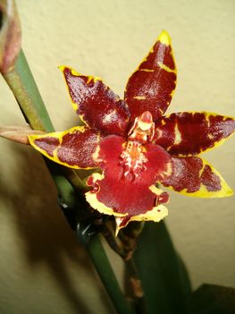 cambri orchideám ismét virágzik 2012.01.16