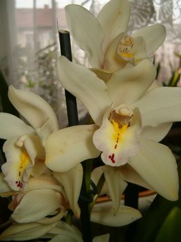 cymbidium orchideám 2011.12