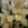 Cymbidium_orchideam_201112_1349295_8270_t