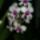 Dendrobium_phalaenopsis_feherciklamen_kozepu_viragszari_201201_1349296_9482_t