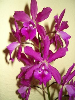 Epicattleya orchideám 9 virággal 2012.01