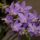 Phalaenopsis__equestris_orchideam_201107_1349297_5202_t