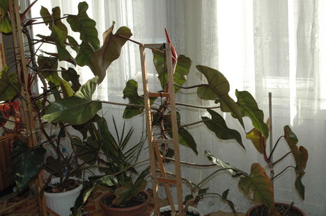 Filodendron szobanövény