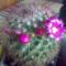 Kaktusz-mamillania imaspinosiss