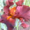 különleges  barnás árnyalatú irisz