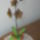 Orchidea-026_1340448_1520_t