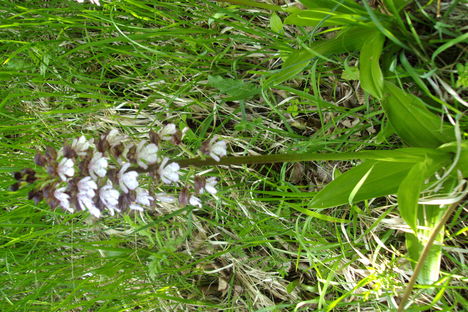 orchidea dédestapolcsány határába