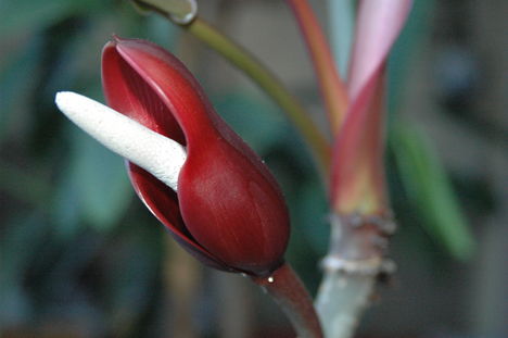 Rubes filodendron kifejlett virág