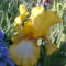 sárga-fehér szinű irisz