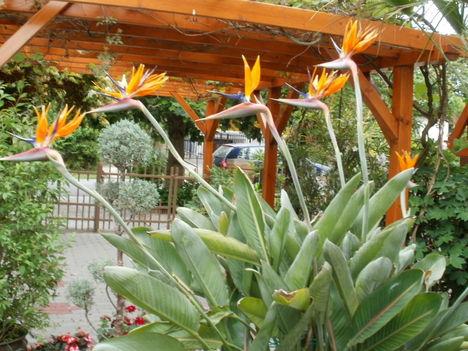 2011 Papagáj virágok