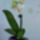 Lepkeorchidea_3_1351637_8957_t