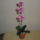 Orchidea_1351496_4828_t