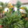 Papagaj_virag_strelecia_2011_1351931_8256_t