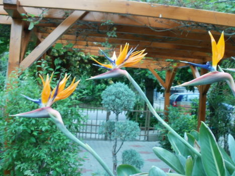 Papagáj virágok 2011