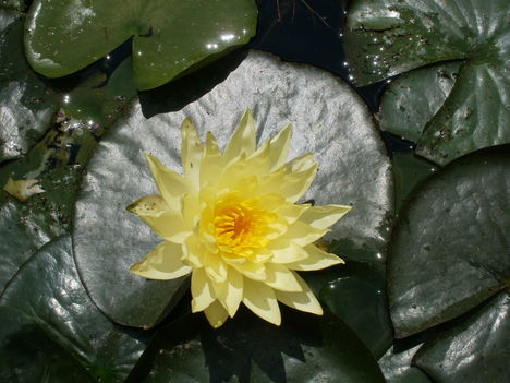 Sárga virágu tavirózsa 2011
