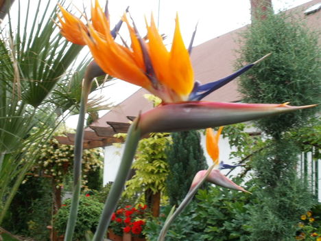 2011 egy Papagáj virág