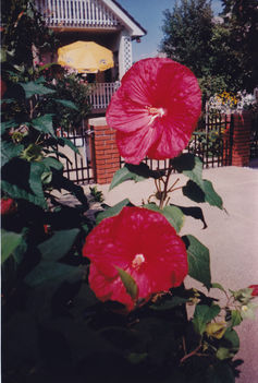 Hibiszkusz utcán