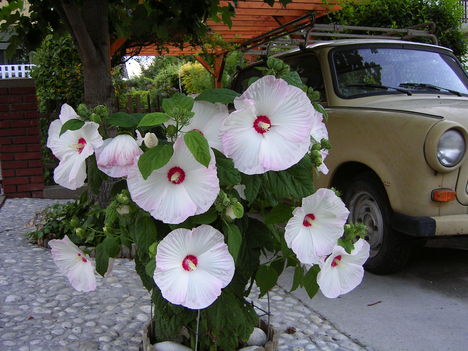 Mocsári hibiszkusz fehér