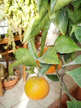 Narancsok 2012