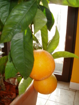 Narancsok szüret elött 2012 január