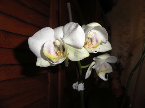 Phalaenopsis 3