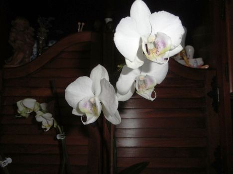 Phalaenopsis 4