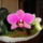 Phalaenopsis_5-002_1352960_3531_t