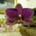 Phalaenopsis_6-002_1352961_6764_t