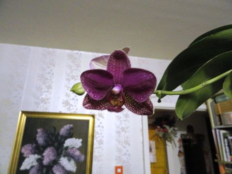 Phalaenopsis 7