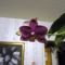 Phalaenopsis 7