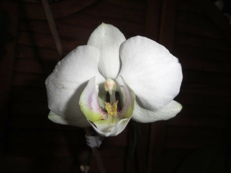 Phalaenopsis 8