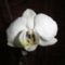 Phalaenopsis 8